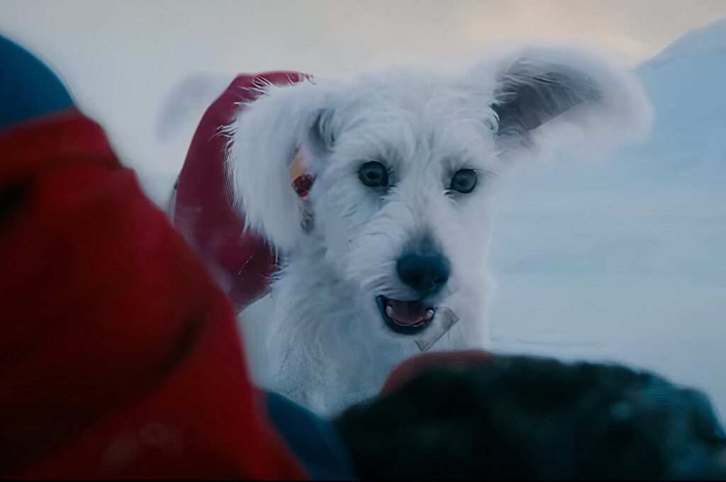 Superman Will Play A Major Role In Animal Planet’s Puppy Bowl